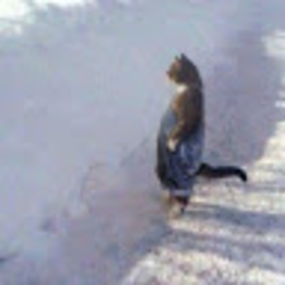 Meet your Posher, Camilo